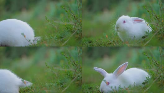 复活节可爱的白色兔子户外在绿色的背景跑。慢动作高清在线视频素材下载