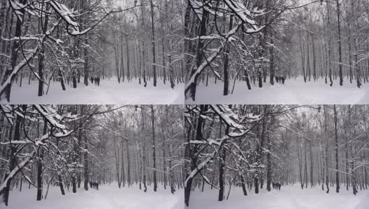 冬天的树枝上结着白霜，背景是白雪和白色的天空高清在线视频素材下载