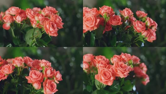 特写，花束在光线的照射下，旋转，花束由橙色玫瑰组成。神圣的美。背景中有很多绿色植物高清在线视频素材下载