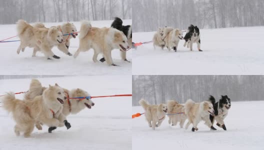 哈士奇雪橇犬队和狗手高清在线视频素材下载