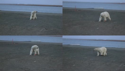 北极熊高清在线视频素材下载