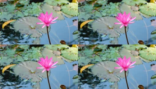湖中粉红色荷花的宁静景色高清在线视频素材下载