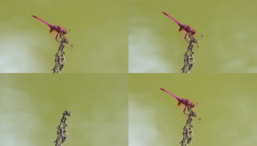 红蜻蜓在棍子上高清在线视频素材下载