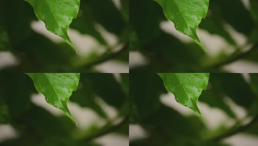 雨滴从树叶上落下的特写高清在线视频素材下载