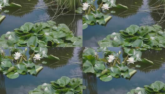水上的白莲花。高清在线视频素材下载