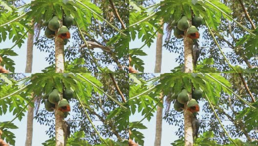 鸟来吃木瓜果实高清在线视频素材下载