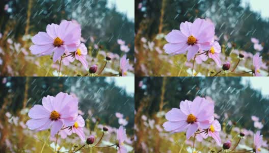 雨点落在花园里的花朵上高清在线视频素材下载