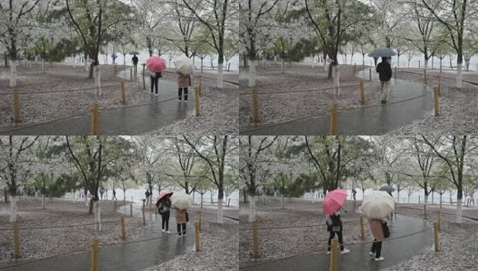 北京的春天迎来了一场雨夹雪，游客们在公园里散步高清在线视频素材下载