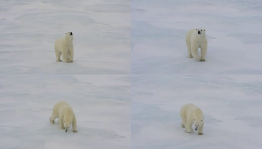 北极熊在北极行走。高清在线视频素材下载
