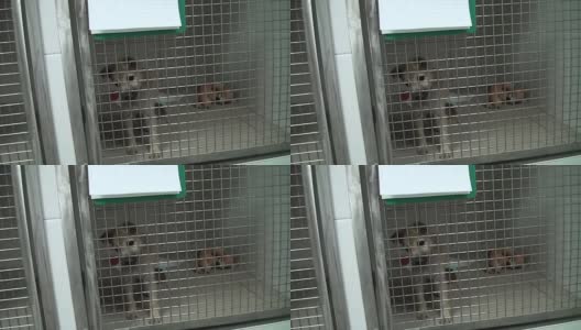 一只小狗在庇护所的笼子里吠叫高清在线视频素材下载
