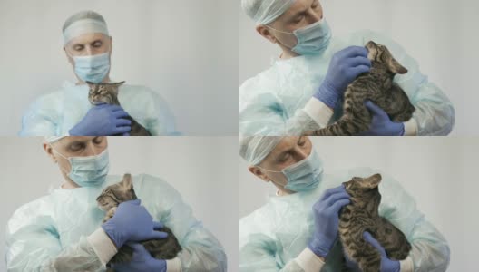 兽医抚摸小猫，手术前检查它。高清在线视频素材下载