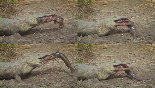南非克鲁格国家公园的尼罗河鳄鱼高清在线视频素材下载