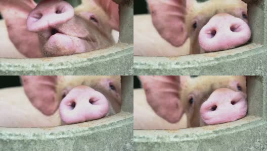 4K慢镜头近距离拍摄工厂化养猪场的幼猪鼻子，家畜和家畜概念高清在线视频素材下载