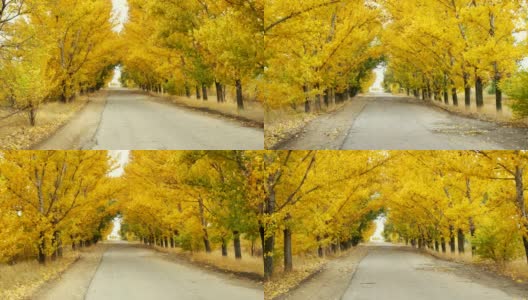 秋日黄树冠下空路高清在线视频素材下载