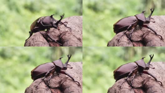 日本犀牛甲虫高清在线视频素材下载