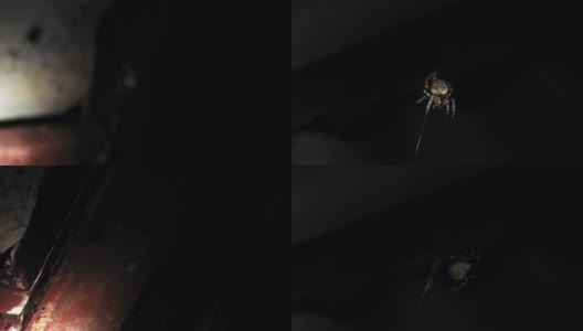 晚上有一只大蜘蛛在网上。蜘蛛捕食昆虫，喝它们的血高清在线视频素材下载