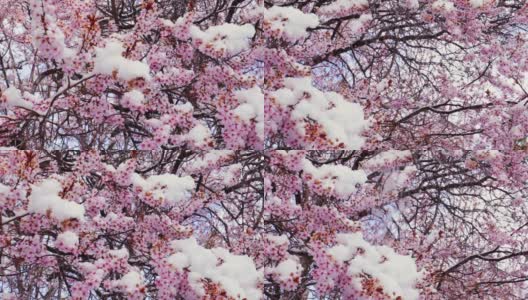 春天的雪落在树花上高清在线视频素材下载