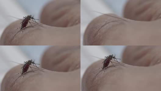 人皮肤上的胖蚊子高清在线视频素材下载