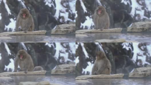 慢动作的日本雪猴猕猴防止寒冷靠近温泉高清在线视频素材下载