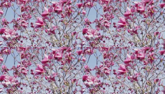 春天的时间。盛开的粉红色木兰在风中对着蓝天。有选择性的重点。高清在线视频素材下载