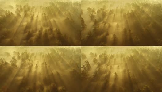 在日出时飞过雾蒙蒙的森林。美丽的童话森林。初升的太阳照射在薄雾笼罩的森林里的树梢。空中拍摄高清在线视频素材下载