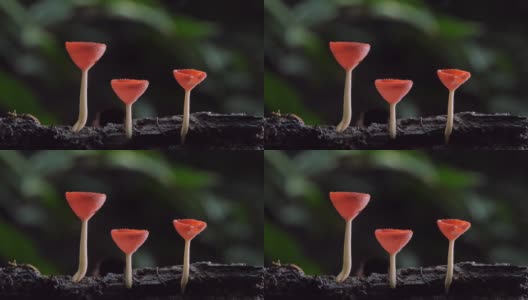 木材上的红蘑菇高清在线视频素材下载