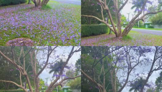 紫色蓝花楹树的花瓣落在地上高清在线视频素材下载