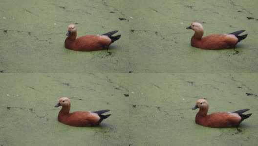 鸭子在盛开的湖面上。红毛鸭是鸭科的一员。Tadorna ferruginea在湖中游泳。4K慢动作120帧的视频高清在线视频素材下载