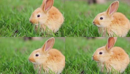 在一个阳光明媚的春天，一只年轻的毛茸茸的姜黄色小兔子坐在绿色的草地上吃着它高清在线视频素材下载