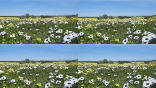 开普敦西海岸国家公园里五颜六色的雏菊。高清在线视频素材下载
