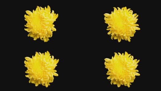美丽的黄菊花开放高清在线视频素材下载