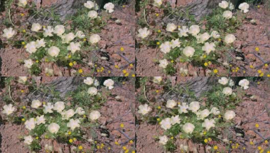 南非纳马夸兰的鲜花和野生动物，在春天，9月。高清在线视频素材下载