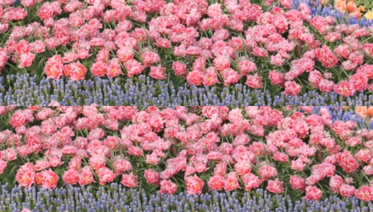 有趣美丽的巨大盛开的牡丹粉红色郁金香在春天的花园里高清在线视频素材下载