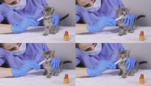 兽医给小猫吃药，小猫转身离开注射器高清在线视频素材下载