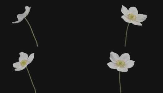 旋转的白色盛开的海葵花。特写镜头。孤立的高清在线视频素材下载