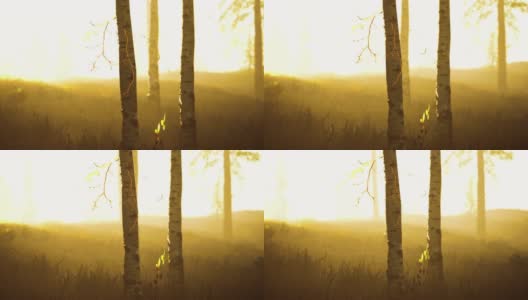 日出或日落在桦树林中，阳光透过树干照射高清在线视频素材下载