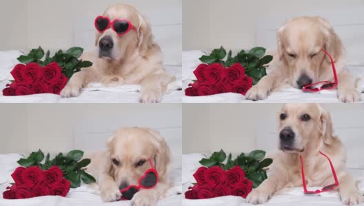 一只戴着心形眼镜的漂亮的狗和一束红玫瑰躺在床上。高清在线视频素材下载