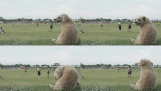 狗看足球。高清在线视频素材下载