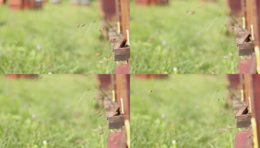 蜂箱和蜜蜂，靠近点高清在线视频素材下载