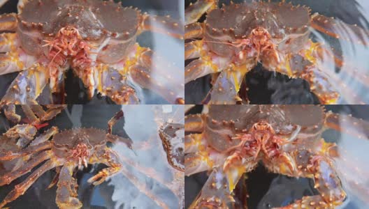 前田，函馆早鱼市场的大帝王蟹高清在线视频素材下载