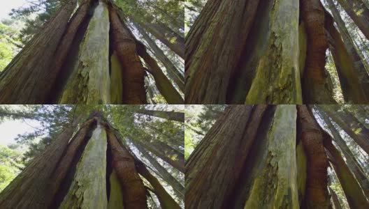 红杉森林高清在线视频素材下载