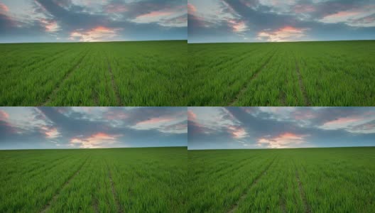 T/L 8K云景拍摄于小麦幼苗高清在线视频素材下载