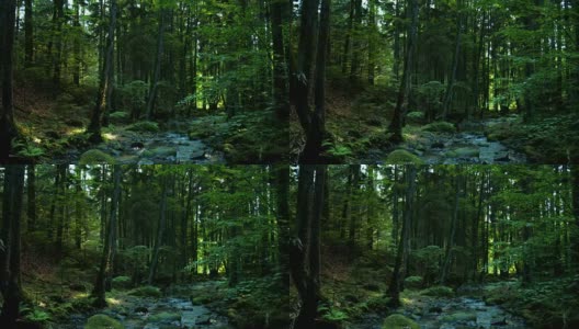 流淌在绿色森林中的小溪高清在线视频素材下载
