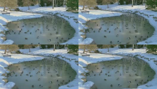 这是一张美丽的照片，鸭子在一个被雪包围的小池塘里游泳。高清在线视频素材下载