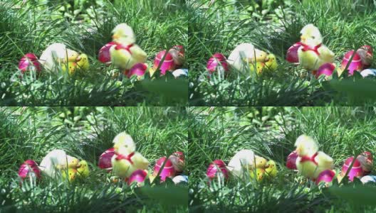 在庆祝复活节67b期间，小鸡玩具在绿色草地上放置的彩色鸡蛋之间移动高清在线视频素材下载