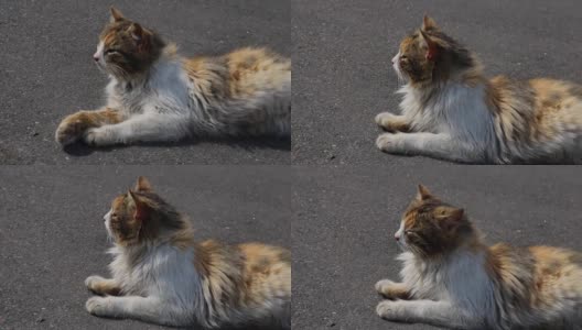 一只流浪猫躺在人行道上，经常呼吸。热,晴朗的日子高清在线视频素材下载