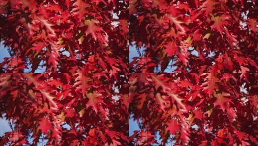 橡树叶子在风的吹拂下呈现出秋天的色彩高清在线视频素材下载