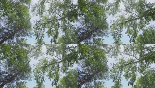 从下面看一棵桦树，树冠是绿色的。绿色的树冠映衬着天空。透过树从下面看天空高清在线视频素材下载