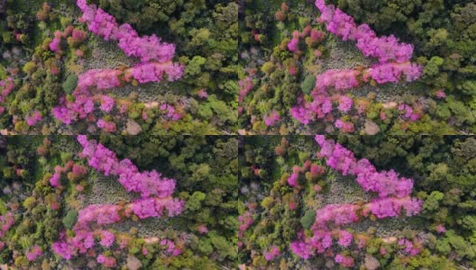在泰国清迈，鸟瞰山上粉红色的樱花树高清在线视频素材下载