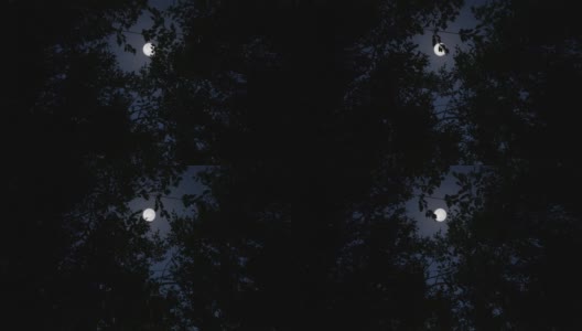 月亮森林蓝天黑暗的观点令人毛骨悚然的恐怖神秘的情绪4k高清在线视频素材下载